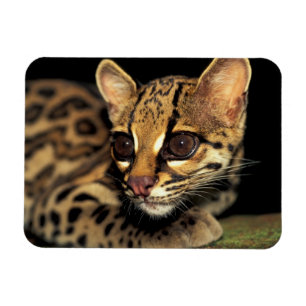 Imán CA, Panamá Central, Soberania NP, Margay 2