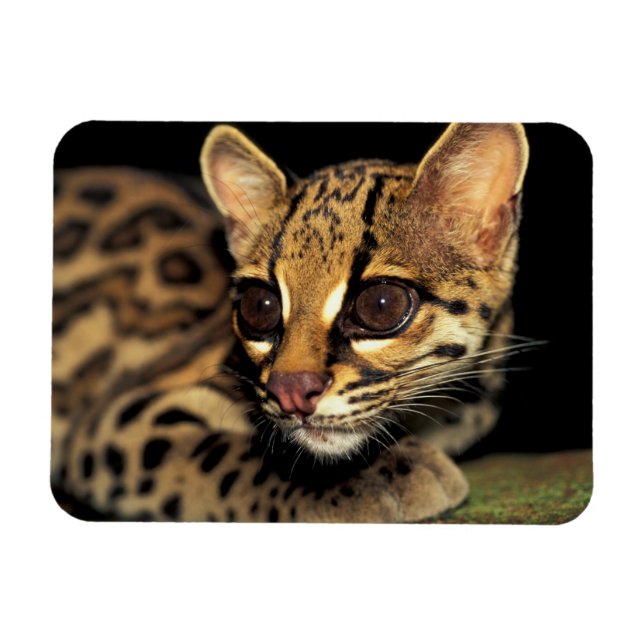 Imán CA, Panamá Central, Soberania NP, Margay 2 (Horizontal)