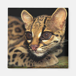 Imán CA, Panamá Central, Soberania NP, Margay 2