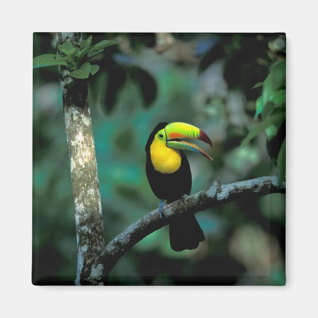 Imán CA, Panamá, Soberania NP, Tuccán facturado por Kee (Frente)