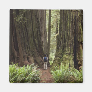 Imán CA, Parque Estatal de Redwoods Jedediah Smith,