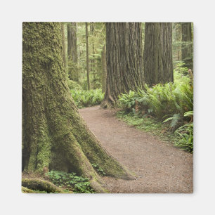 Imán CA, Parque Estatal Jedediah Smith, Simpson-Reed