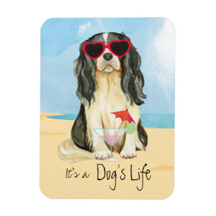 Imán Caballero de Verano