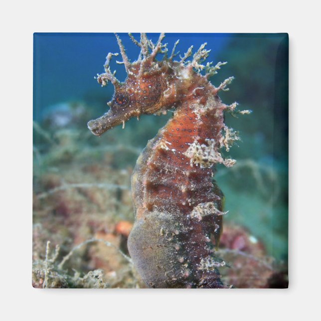 Imán Caballito d emar | Hippocampus Ramulosus (Frente)