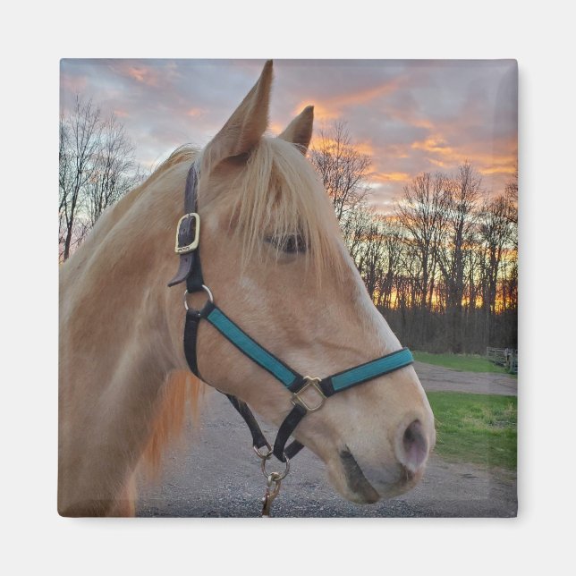 Imán Caballo (Frente)