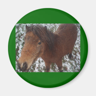 IMÁN CABALLO