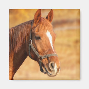 Imán Caballo