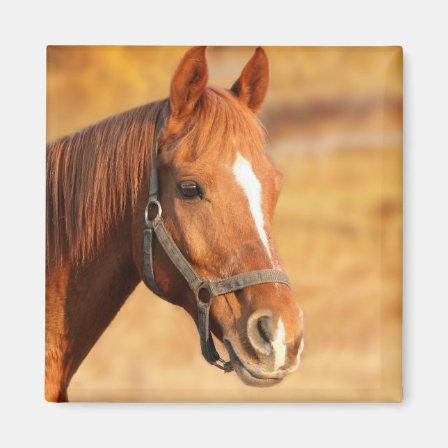 Imán Caballo (Frente)