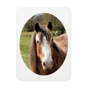 IMÁN CABALLO