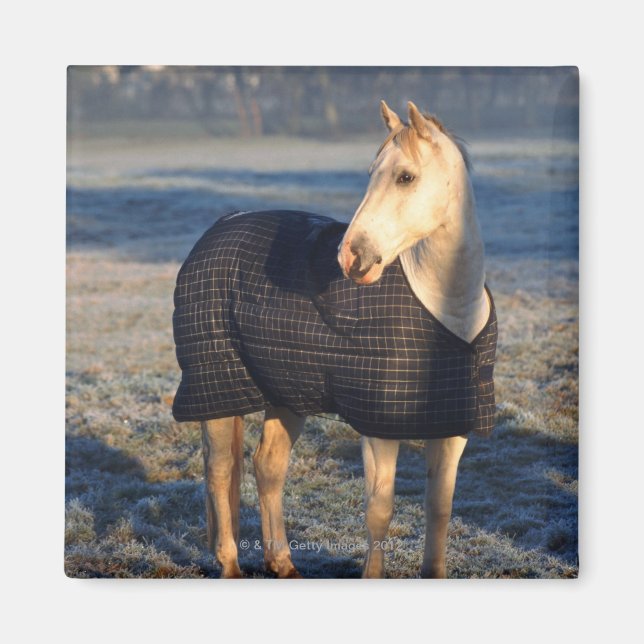 Imán caballo (Frente)