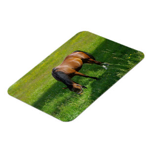 Imán Caballo #1