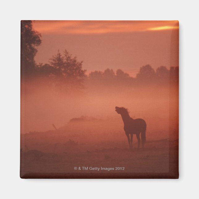 Imán Caballo al amanecer (Frente)