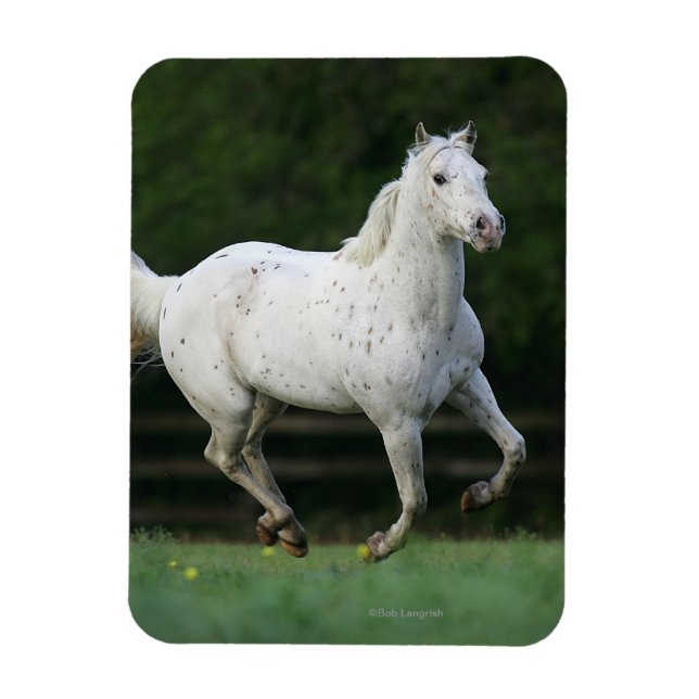 Imán Caballo Appaloosa Corriendo 1 (Vertical)