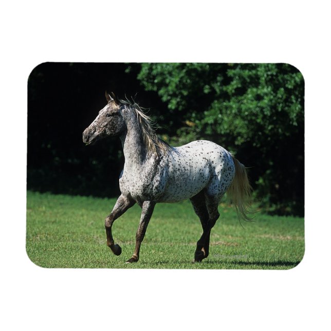 Imán Caballo Appaloosa Corriendo 2 (Horizontal)