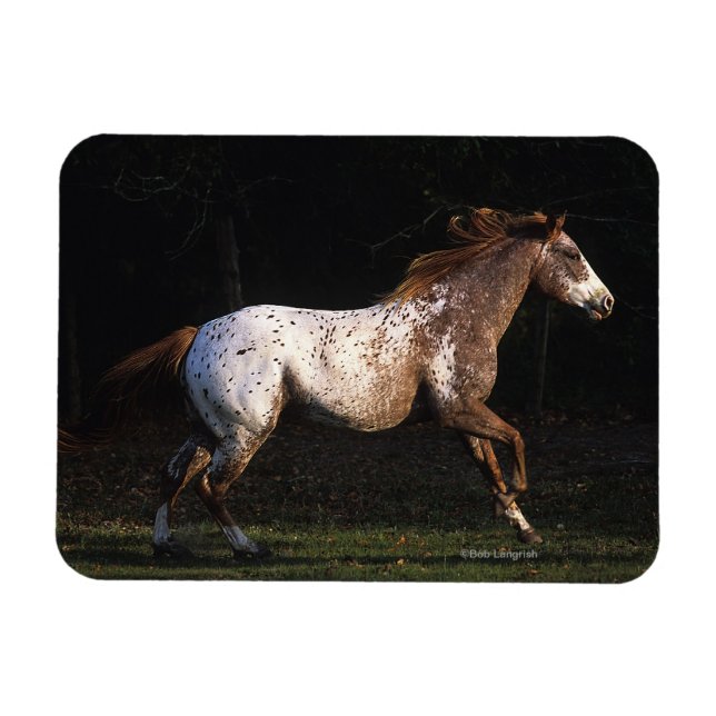 Imán Caballo Appaloosa Corriendo 4 (Horizontal)