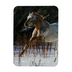 Imán Caballo Appaloosa corriendo en la nieve