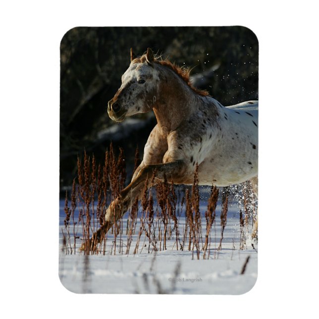 Imán Caballo Appaloosa corriendo en la nieve (Vertical)