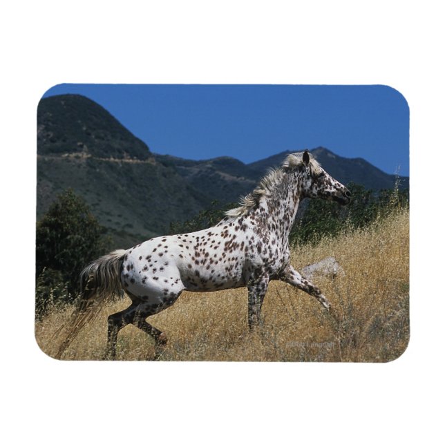 Imán Caballo Appaloosa corriendo por la montaña (Horizontal)