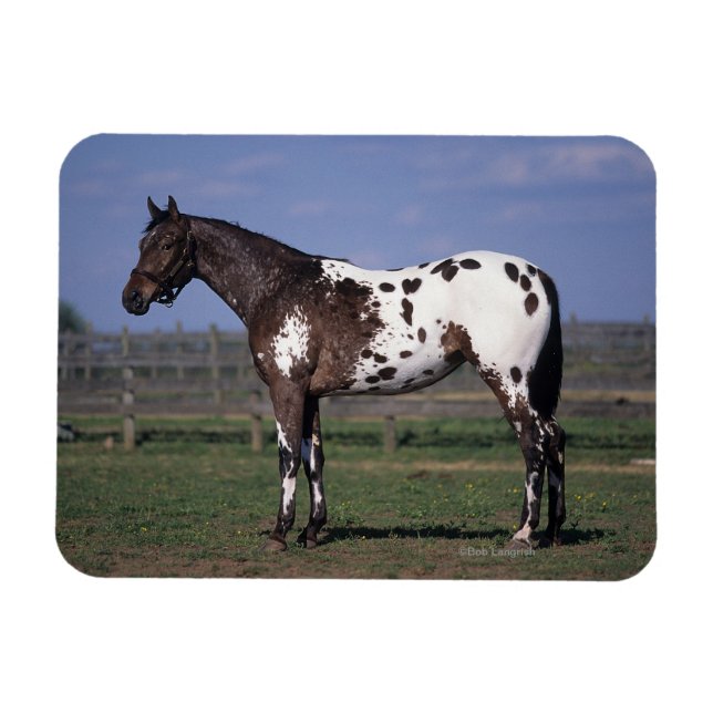 Imán Caballo Appaloosa de pie (Horizontal)
