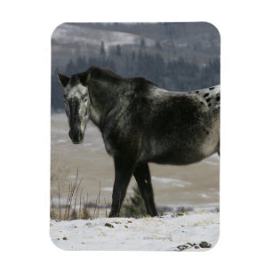 Imán Caballo Appaloosa en la Nieve