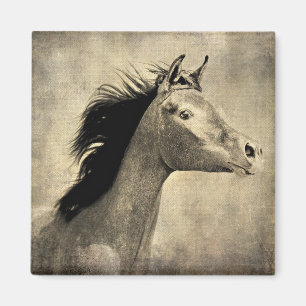 Imán Caballo árabe