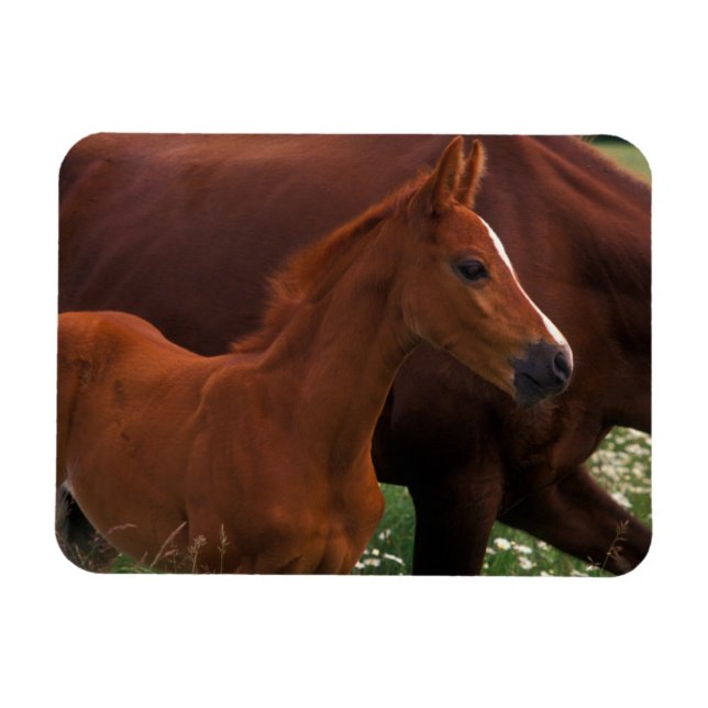 Imán Caballo árabe cerca de la madre (Horizontal)
