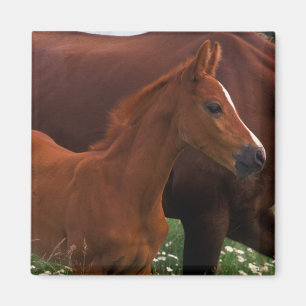 Imán Caballo árabe cerca de la madre
