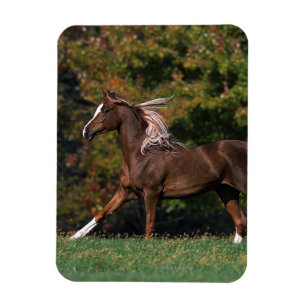 Imán Caballo árabe corriendo en campo de hierba