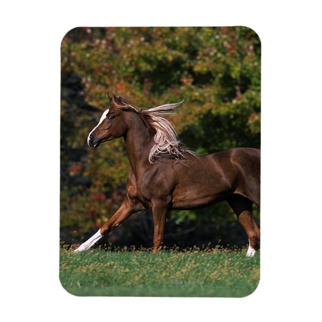 Imán Caballo árabe corriendo en campo de hierba (Vertical)