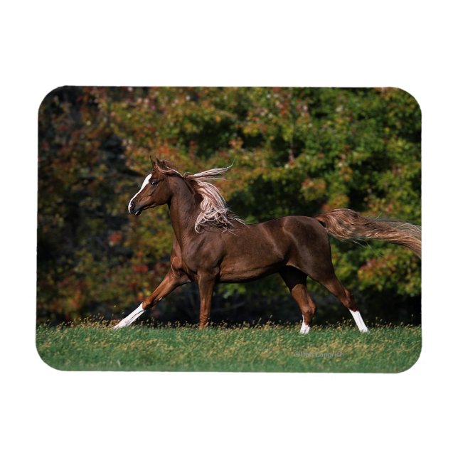 Imán Caballo árabe corriendo en campo de hierba (Horizontal)