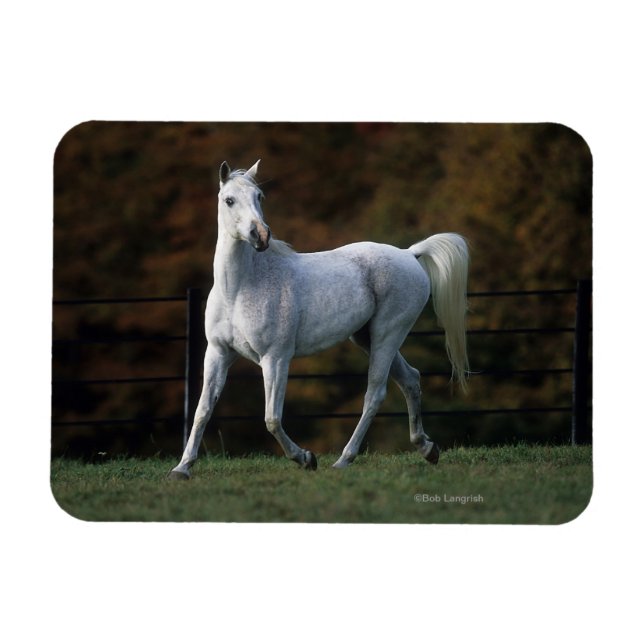 Imán Caballo árabe en carrera 1 (Horizontal)