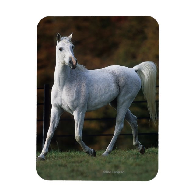 Imán Caballo árabe en carrera 1 (Vertical)