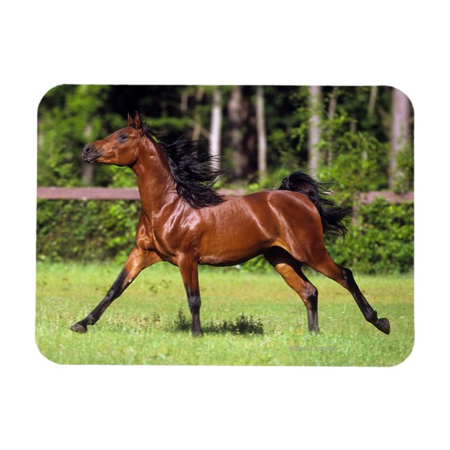 Imán Caballo árabe en carrera 2 (Horizontal)