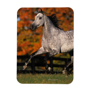 Imán Caballo árabe: otoño 1