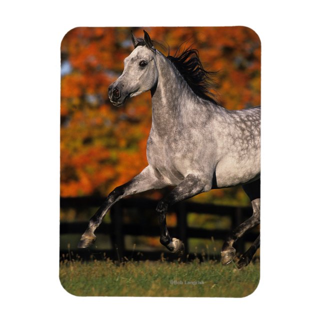 Imán Caballo árabe: otoño 1 (Vertical)