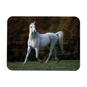 Imán Caballo árabe que corre 1