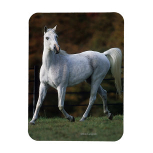 Imán Caballo árabe que corre 1