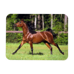 Imán Caballo árabe que corre 2