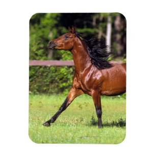 Imán Caballo árabe que corre 2
