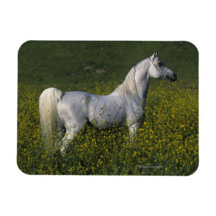 Imán Caballo árabe que se coloca en flores