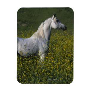 Imán Caballo árabe que se coloca en flores