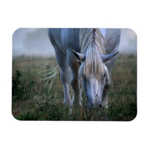 Imán Caballo blanco