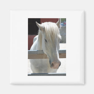 Imán Caballo blanco bonito