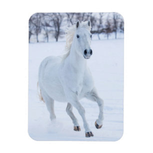 Imán Caballo blanco corriendo en la nieve