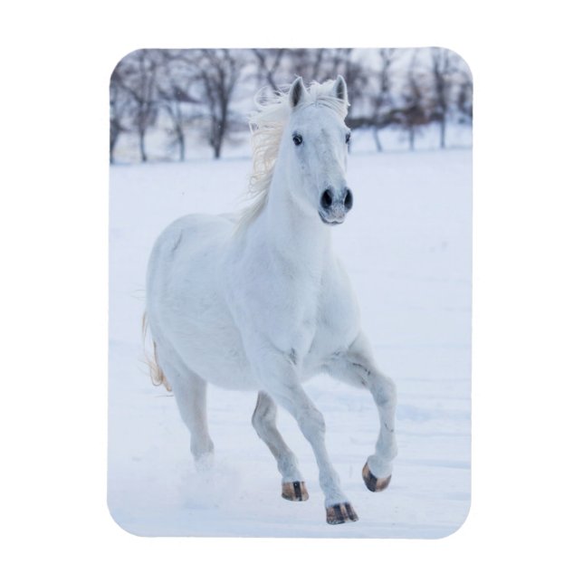 Imán Caballo blanco corriendo en la nieve (Vertical)
