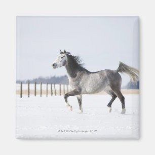 Imán caballo blanco en invierno