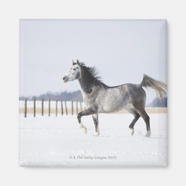 Imán caballo blanco en invierno (Frente)