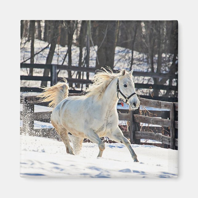 Imán Caballo blanco galopante (Frente)