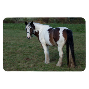 Imán Caballo blanco marrón
