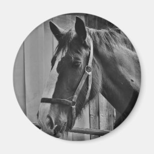 Imán Caballo blanco negro - Arte fotográfico animal